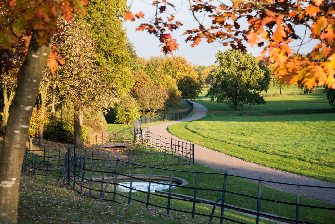 winding path through park with autumn trees and green grass