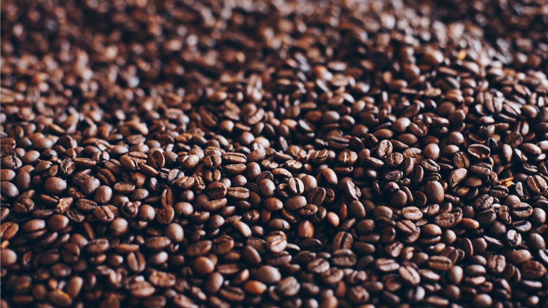 coffee beans spread out in large quantity
