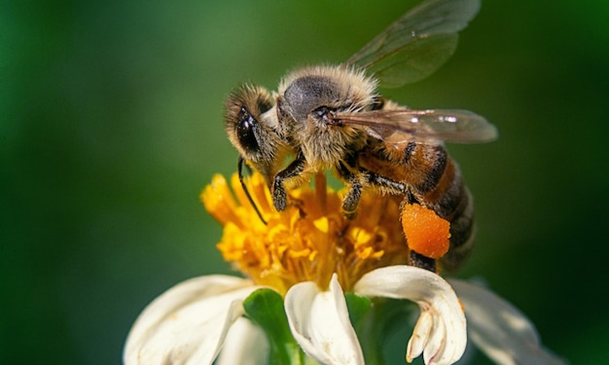 Closeup Shot Bee Chamomile Flower 181624 31930