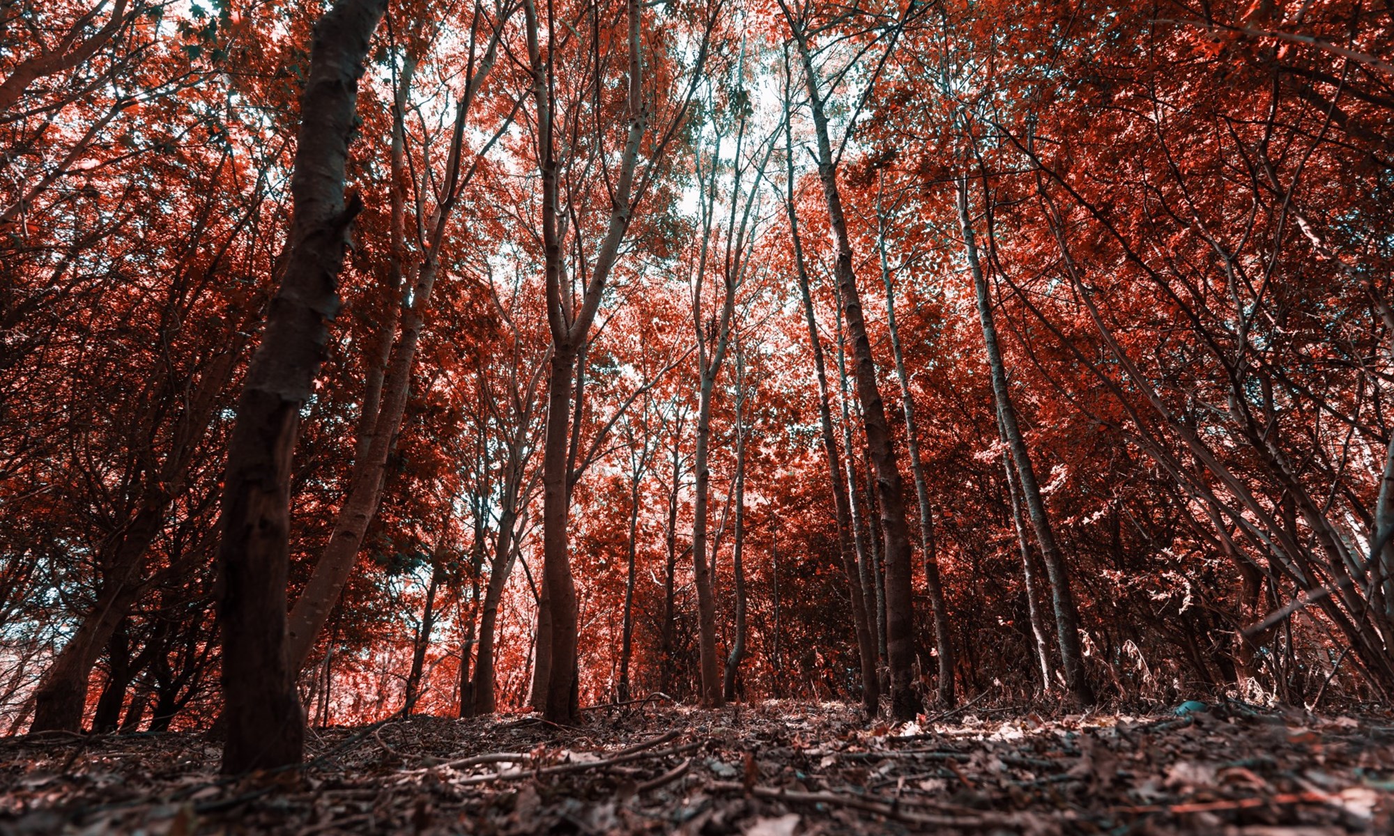 Wyboston Lakes Landscape (12)