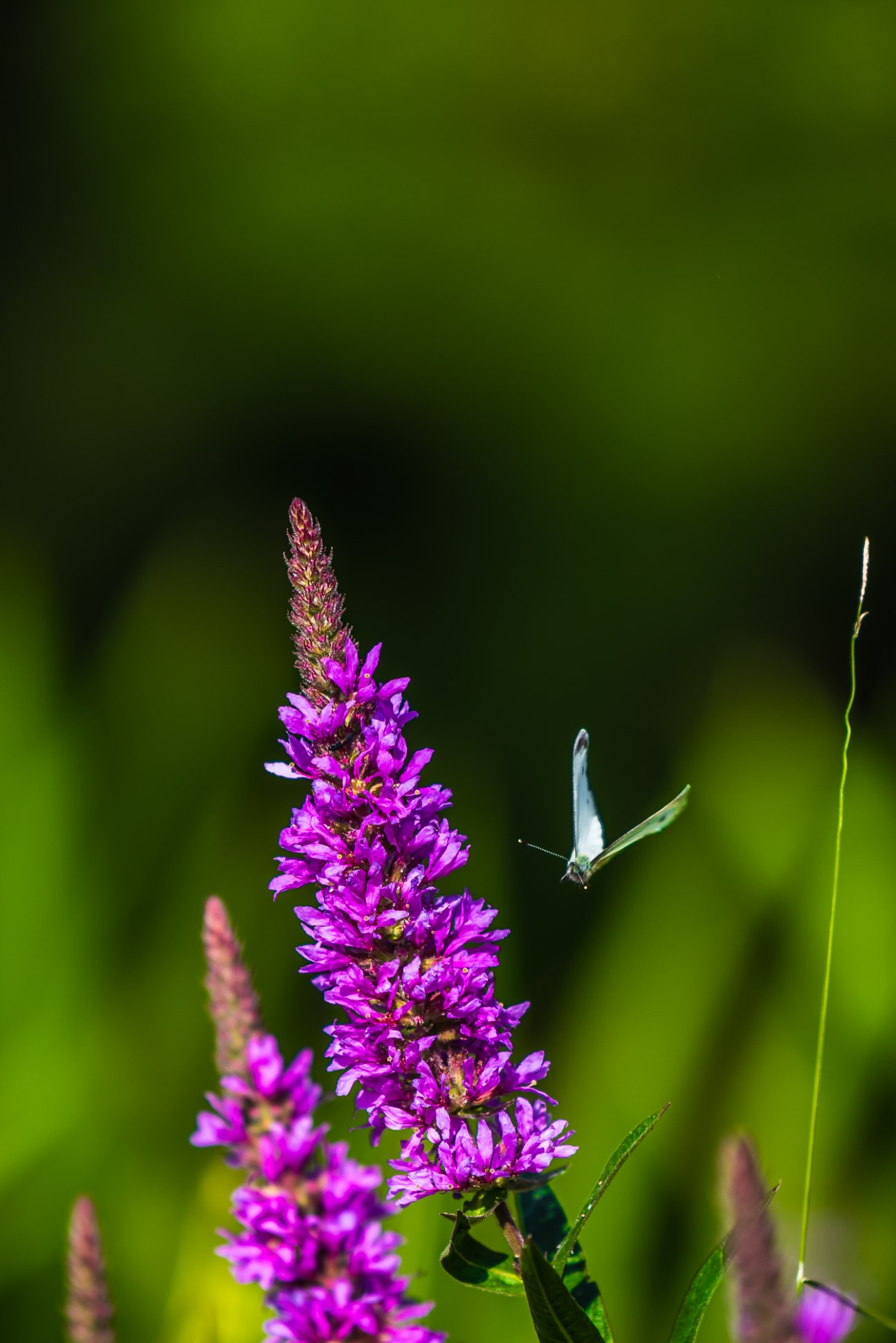 purple flower spike with small white butterfly flying nearby