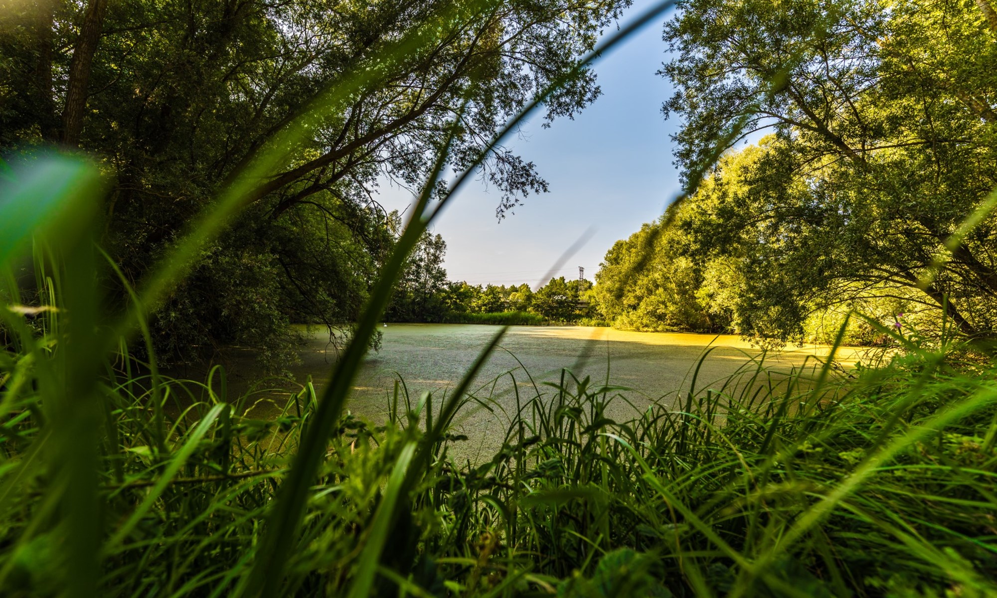 Wyboston Lakes Nature (3)