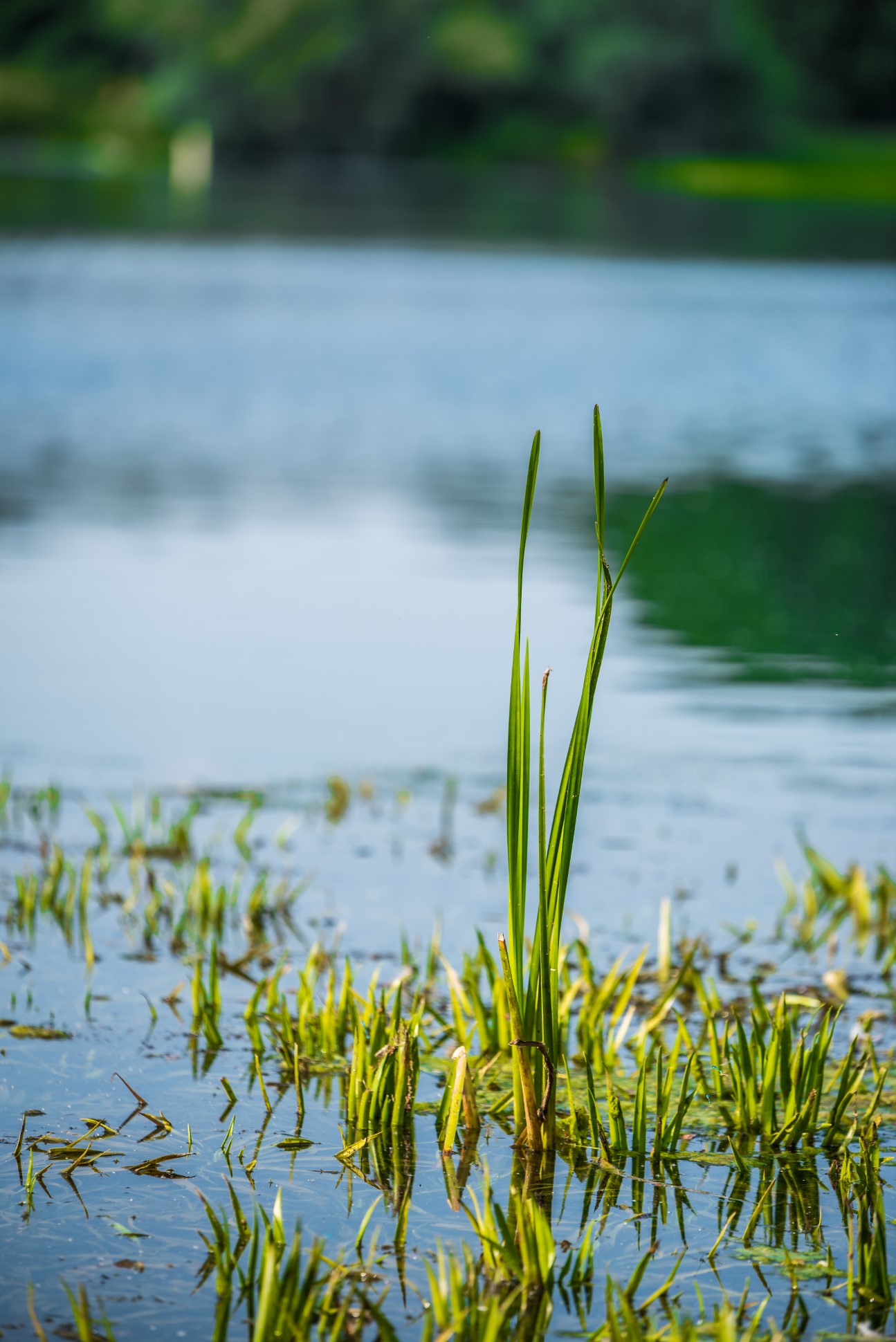 green grass blades growing in clear water pond