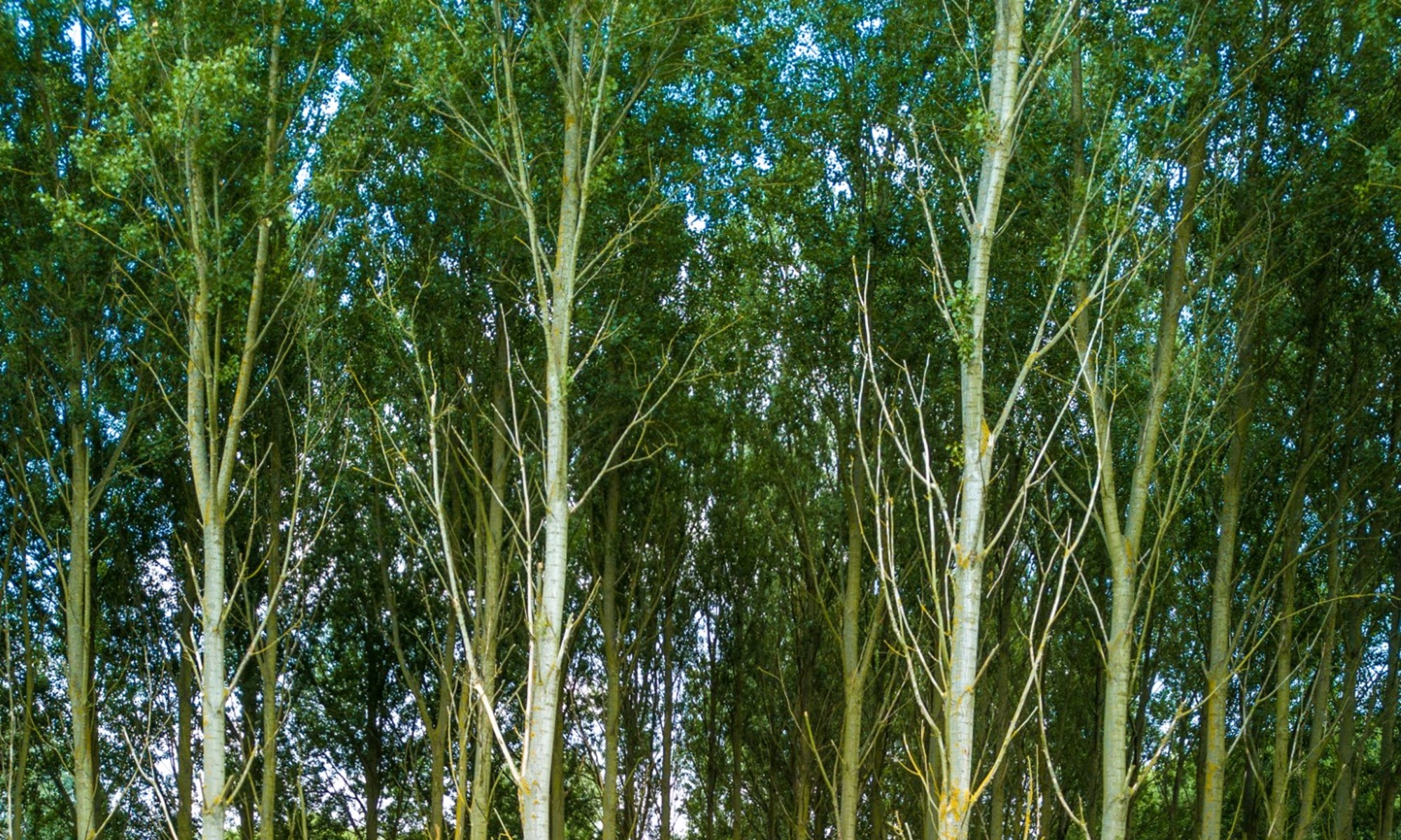 Wyboston Lakes Nature (6)
