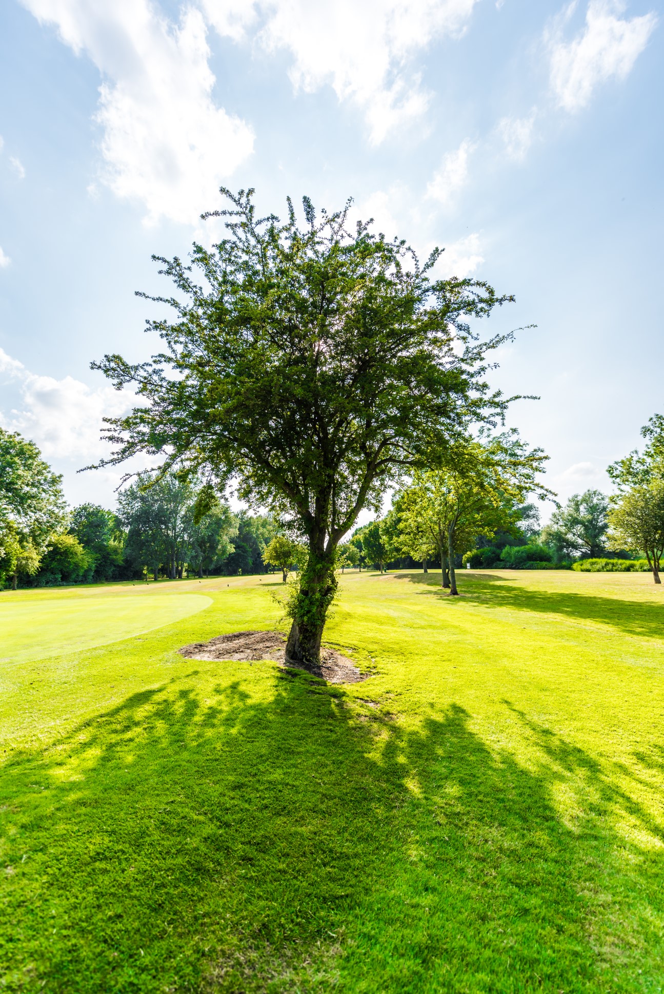 tree on green grass field under blue sky