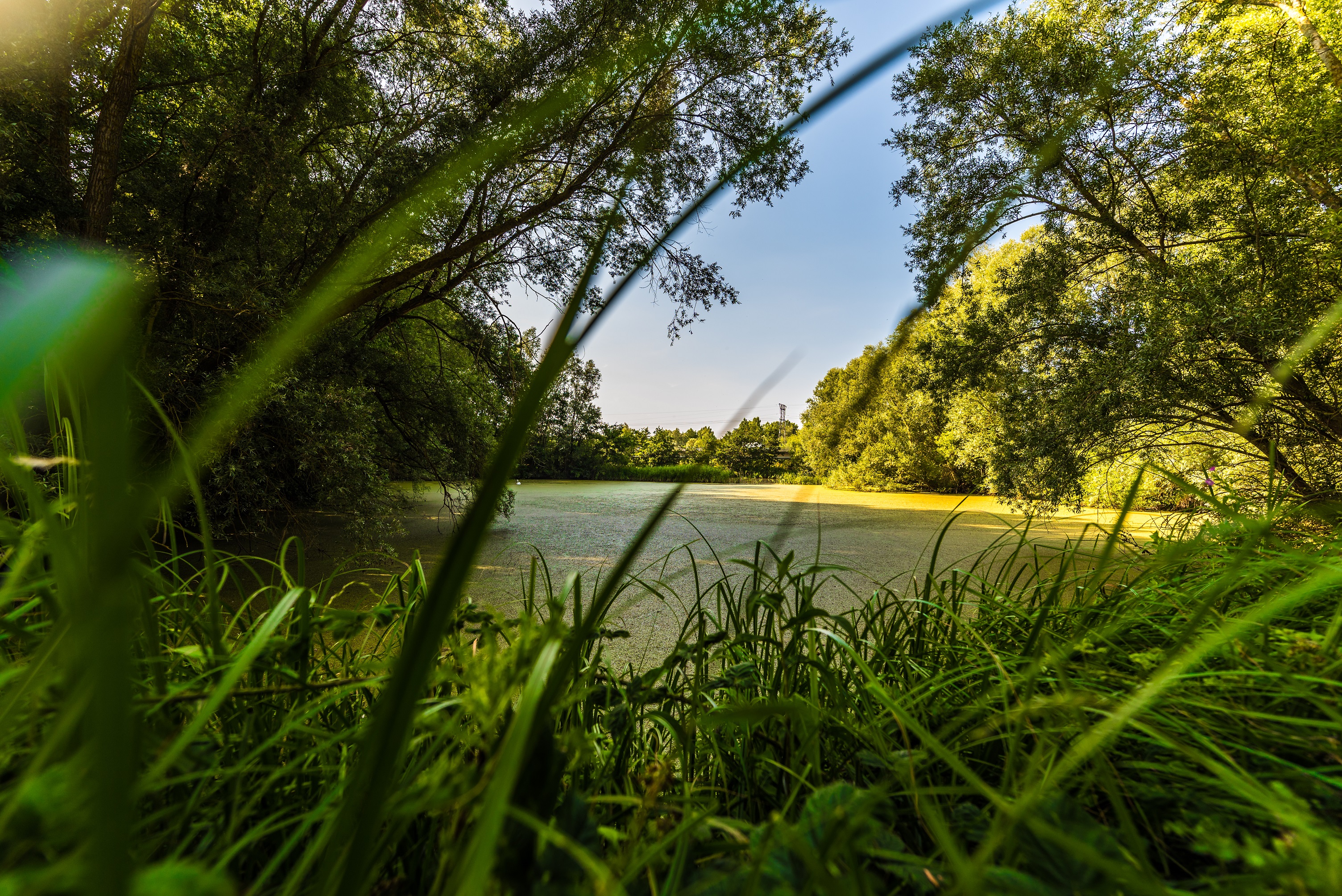 grassy view of a pond surrounded by trees and blue