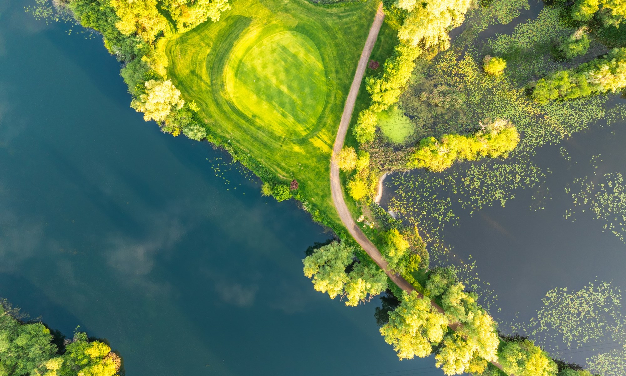 aerial view of path trees and water body in green