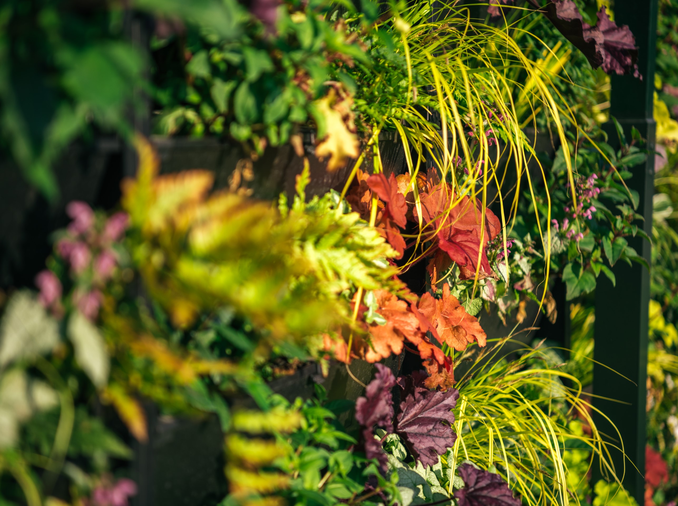 vertical garden with colourful plants and leaves
