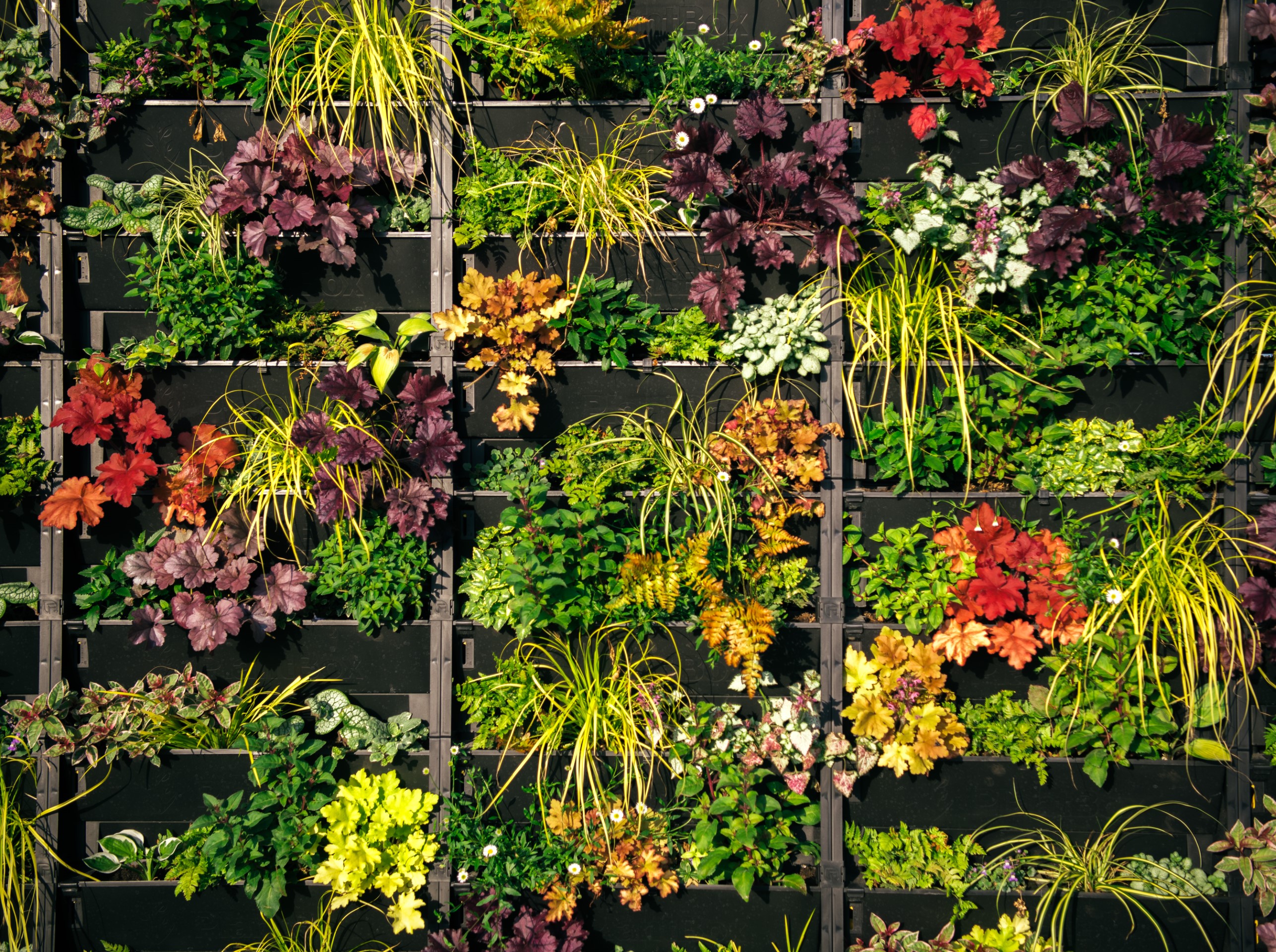 vertical garden with colourful leafy plants on black panels