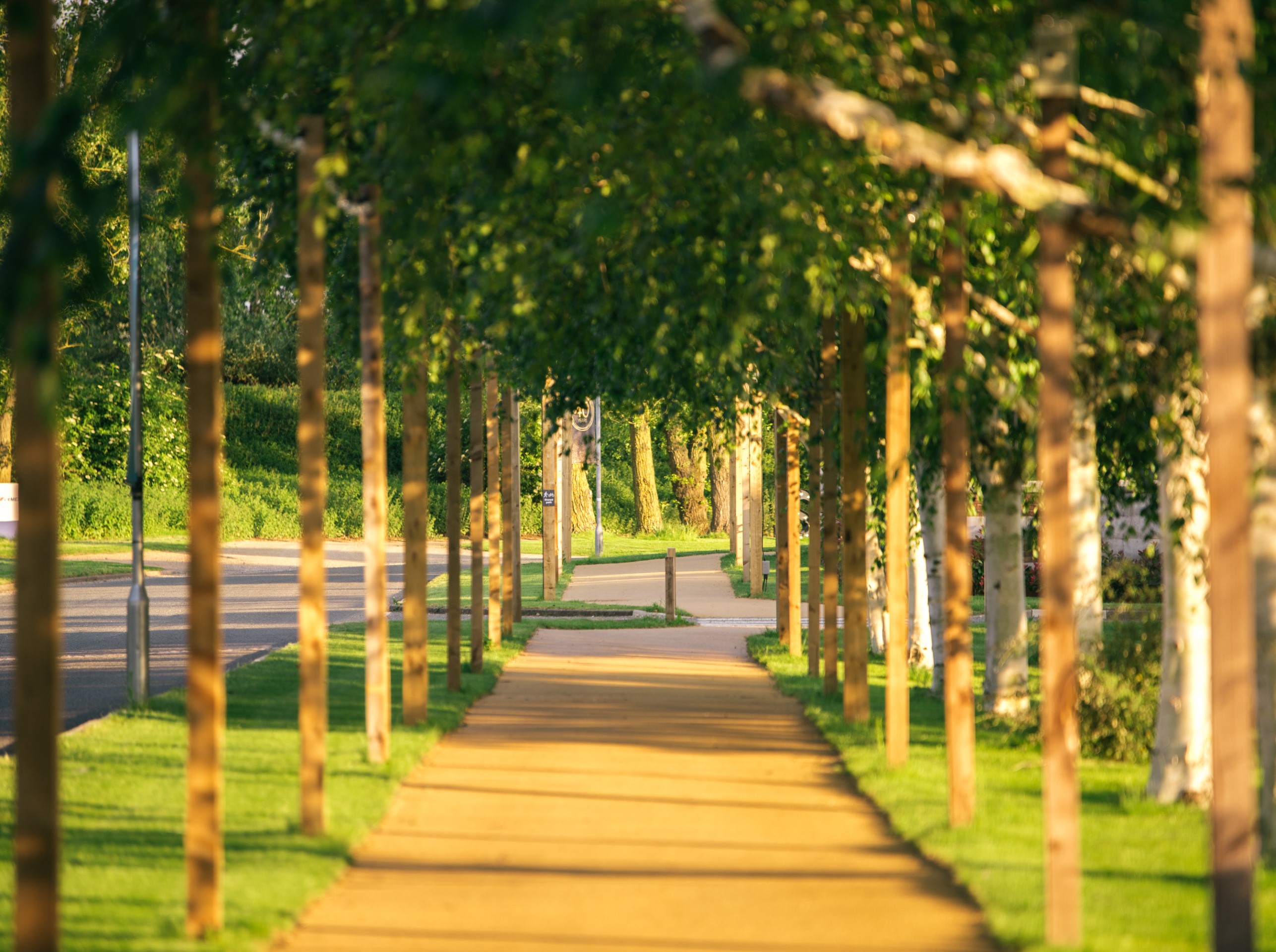 tree lined pathway with green grass and sunlight