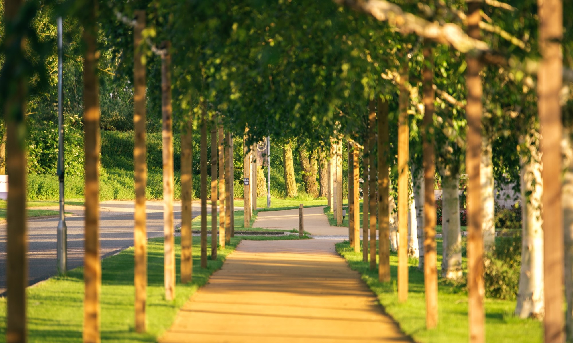 tree lined pathway with green grass and sunlight