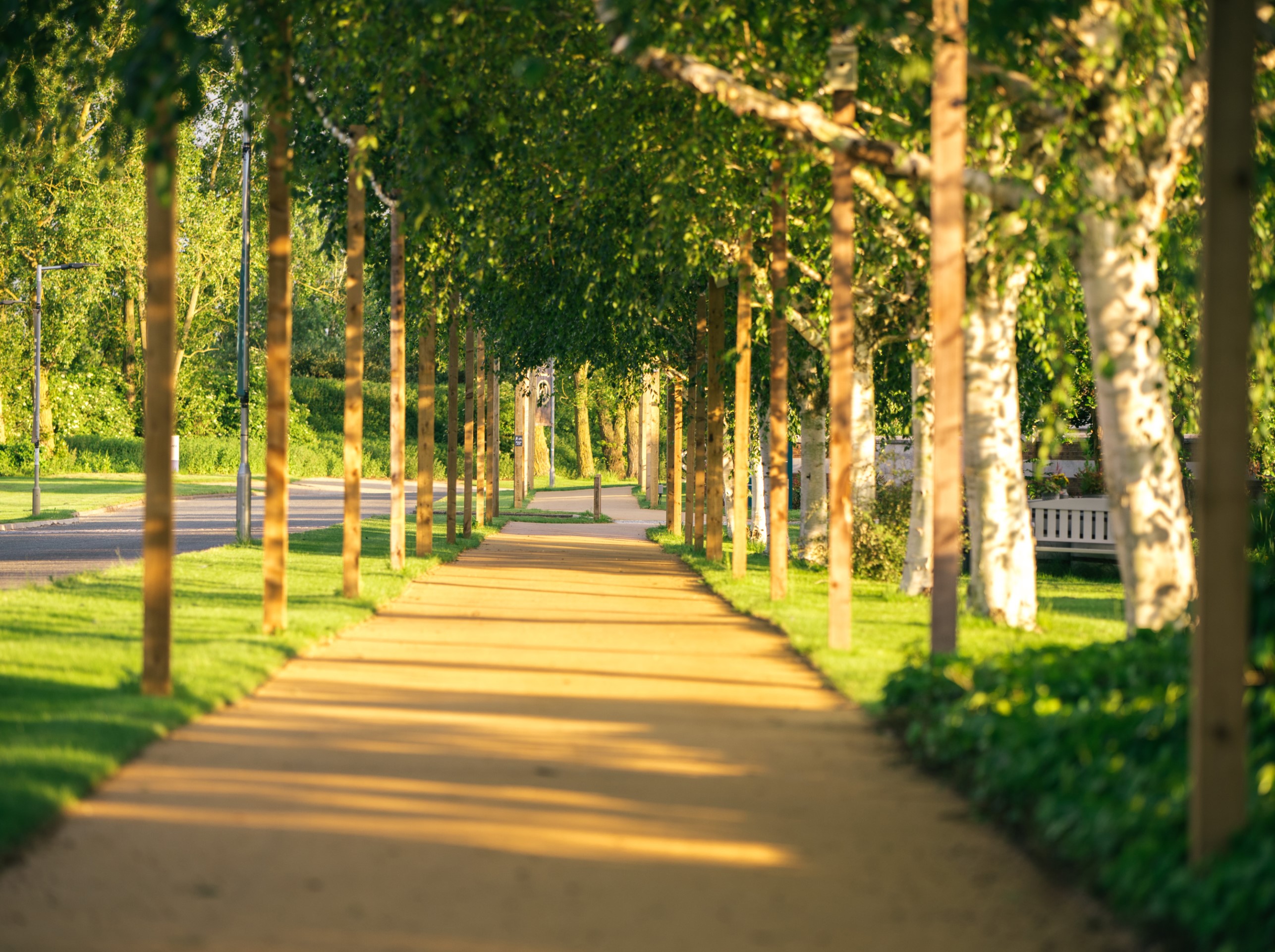sunlit tree lined pathway in a park with green grass