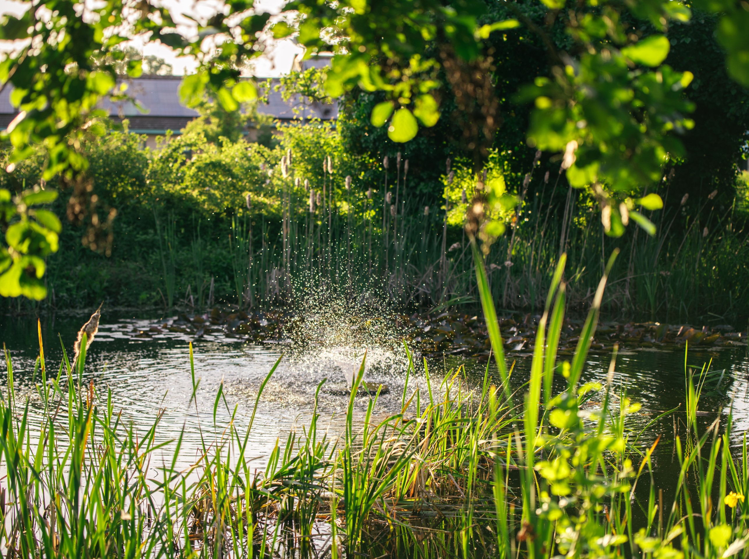 water splash in pond surrounded by green plants