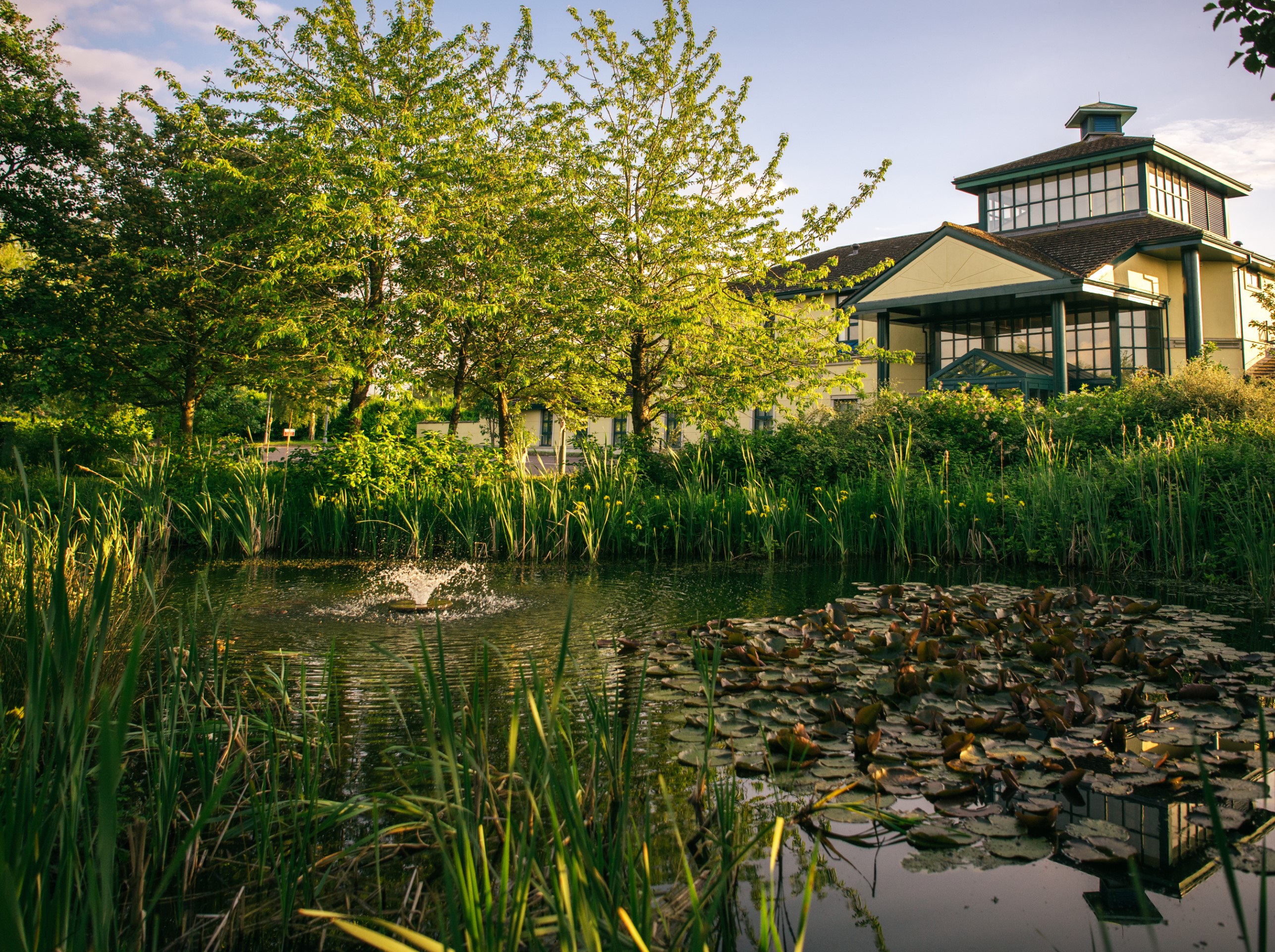 pond with water lilies and building behind trees