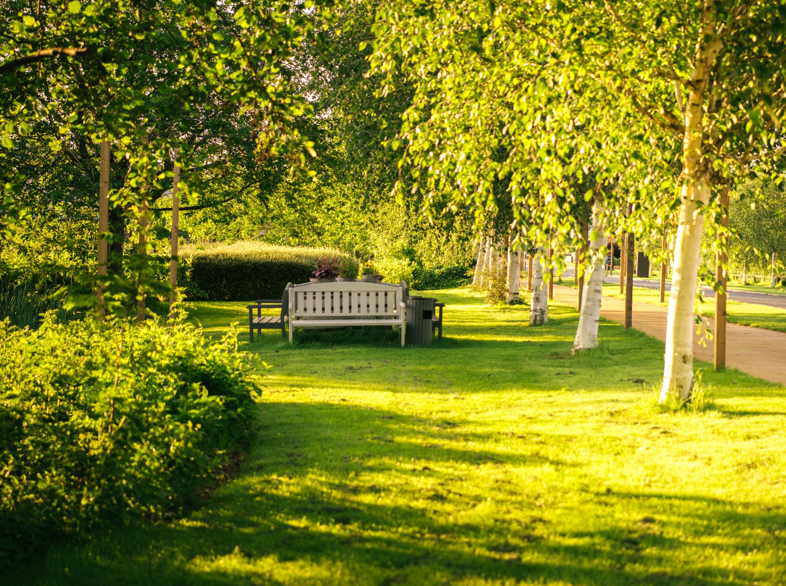 sunlit park bench under trees with green grass