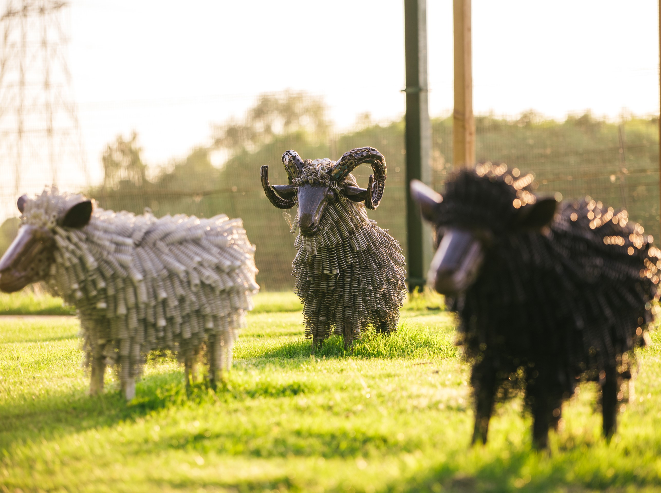 metal sheep sculptures on grass in sunlight