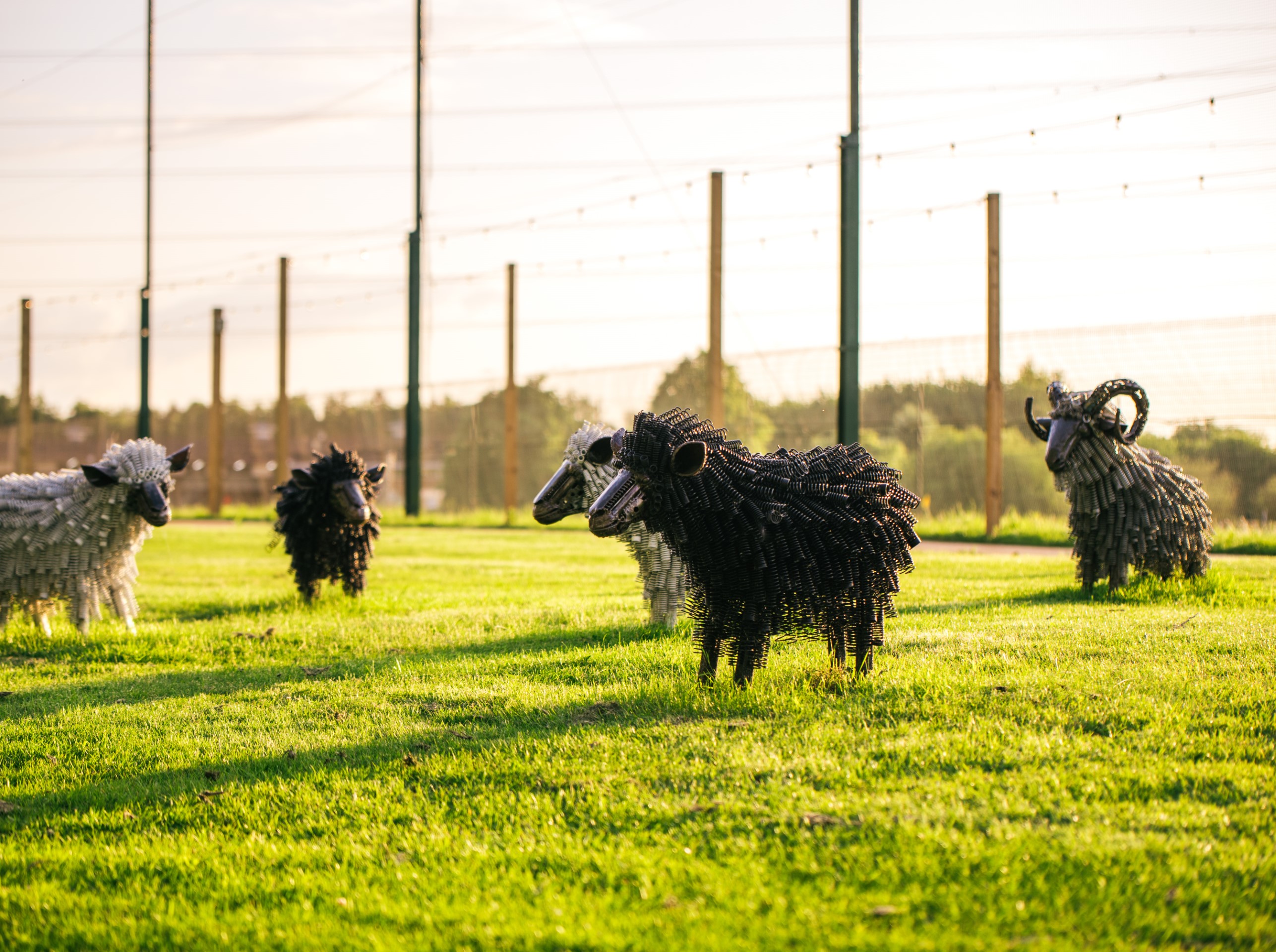 metal sheep sculptures on grass field at sunset