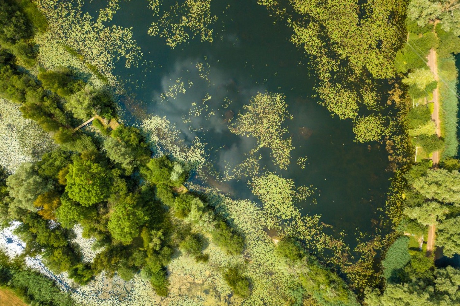 aerial view of lake with lily pads and trees around