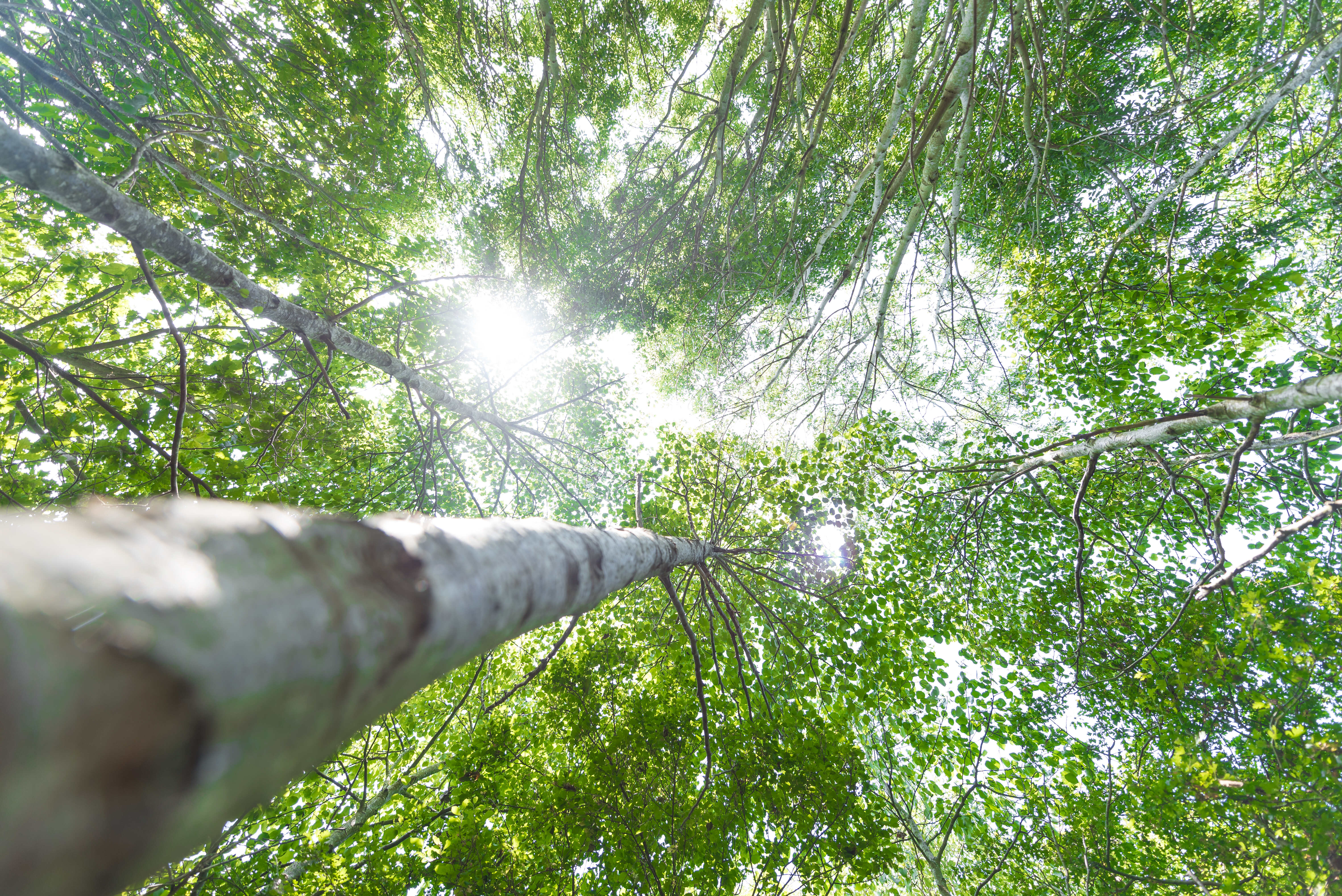 sunlight shining through tall leafy trees