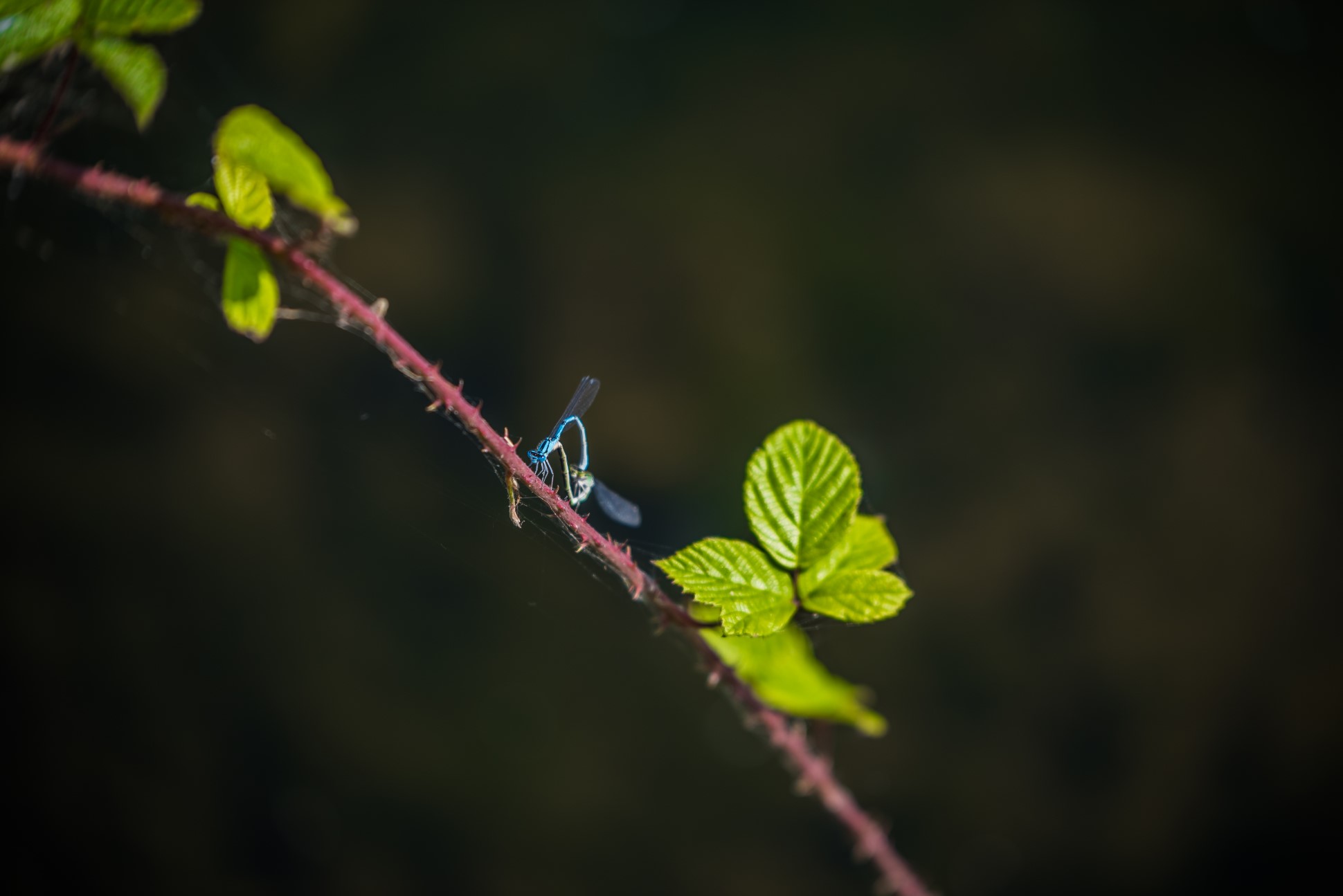 blue dragonflies on thorny branch with green leaves