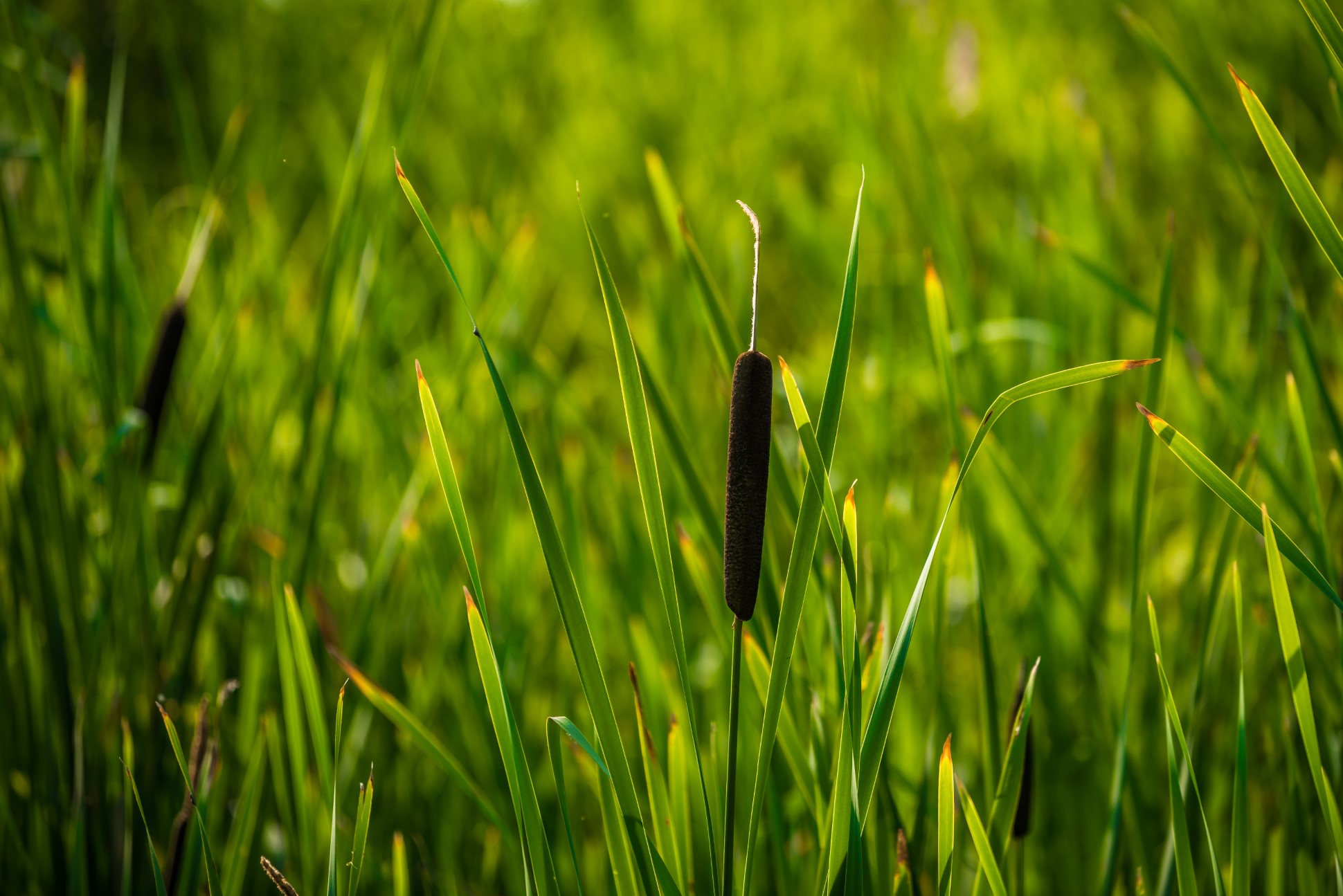 green bulrushes in a field with sunlight