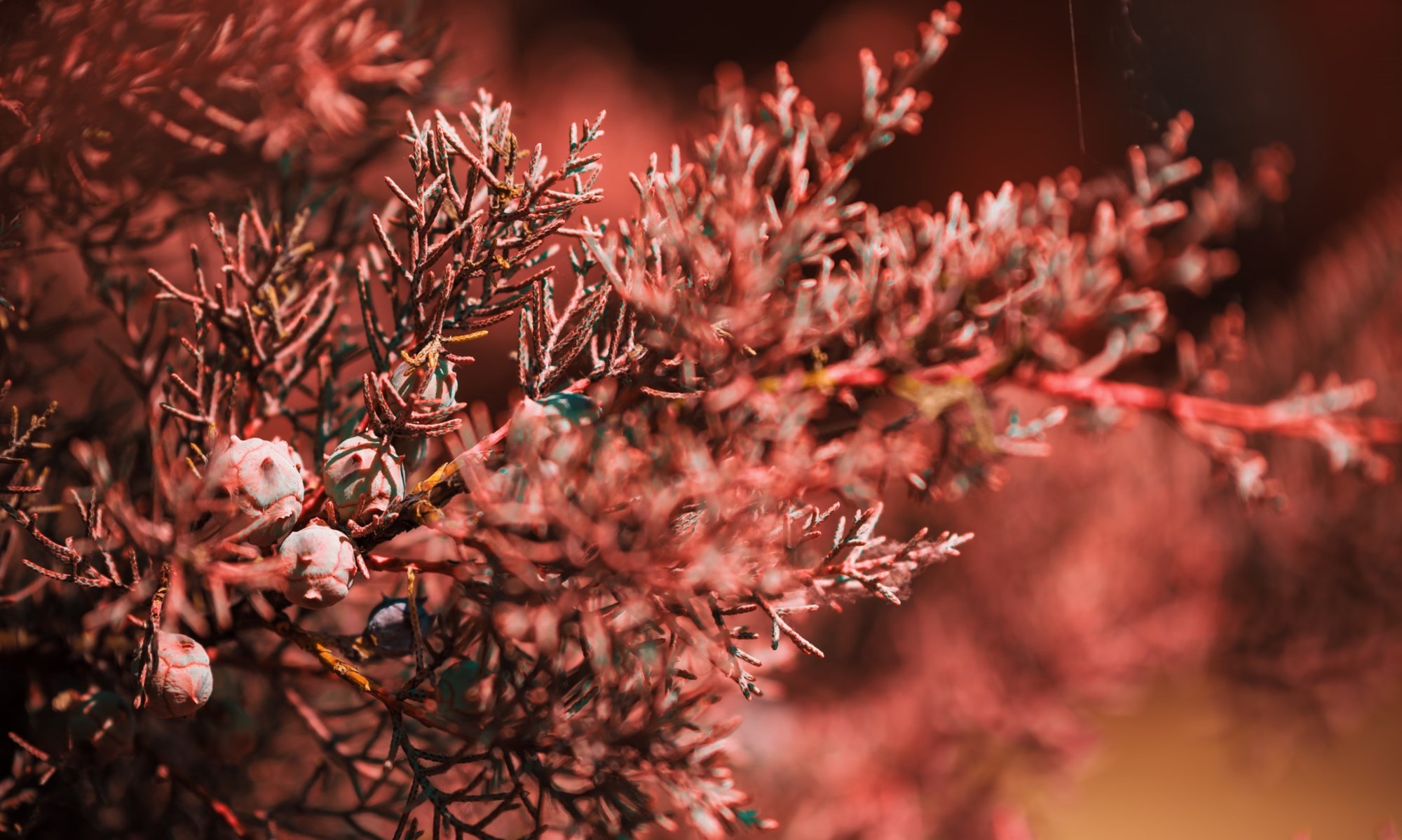 Abstract Imagery (3)
