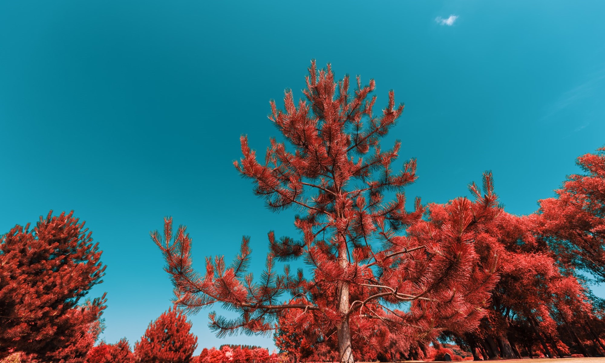Abstract Imagery (2)