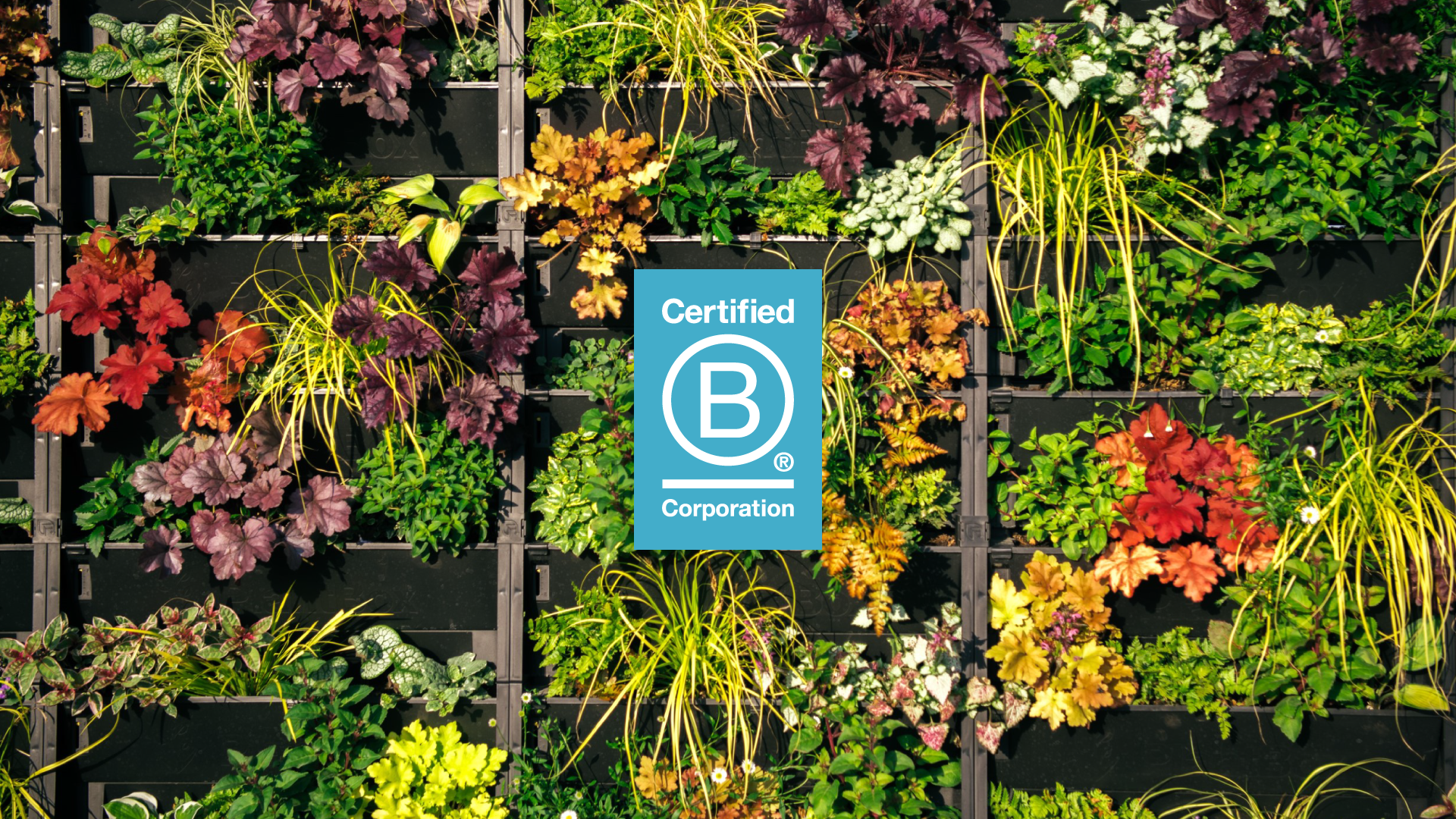 B Corp News Article